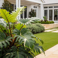 Birkin Philodendron Plant - Philodendron 'Birkin'