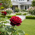 Bloomables? Black Baccara? Rose - Rosa x hybrid tea