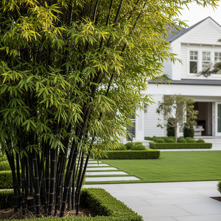 Black Bamboo Tree - Phyllostachys nigra