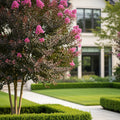 Black Diamond? Mystic Magenta? Crape Myrtle Tree - Lagerstroemia indica