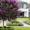 Black Diamond? Purely Purple? Crape Myrtle Tree - Lagerstroemia indica
