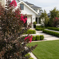 Black Diamond? Crimson Crown? Crape Myrtle Shrub