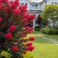 Black Diamond? Crimson Red? Crape Myrtle