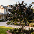 Black Diamond? Crystalline? Crape Myrtle