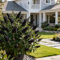 Black Knight Butterfly Bush - Buddleja davidii