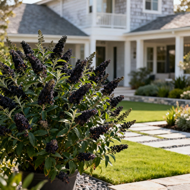 Black Knight Butterfly Bush - Buddleja davidii