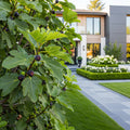 Black Mission Fig Tree - Ficus carica