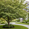 Black Tartarian Cherry Tree - Prunus avium