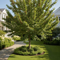 Black Tartarian Cherry Tree - Prunus avium 'Black Tartarian'