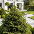 Blaze Norway Spruce Tree - Picea abies 'Blaze'