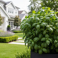 Bloem Terra Planter in Basil