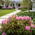 Bloombux? Blush Rhododendron Bush