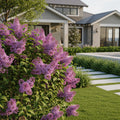 Proven Winners? Bloomerang? Lilac Shrub