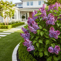 Proven Winners? Bloomerang? Showmound? Lilac Bush - Syringa