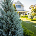Blue Arrow Juniper Shrub - Juniperus scopulorum 'Skyrocket'