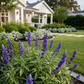Better Versions? Blue by You Salvia Plant