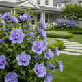 Proven Winners? Blue Chiffon? Rose of Sharon Althea - Hibiscus syriacus