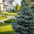 Blue Diamond Spruce Tree - Picea pungens 'Blue Diamond'