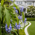 Weeping Blue Ginger Plant - Dichorisandra thyrsiflora