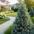 Southern Living? Blue Point Juniper - Juniperus scopulorum 'Blue Point'