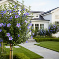 Azurri Blue Satin? Rose of Sharon Althea Tree - Hibiscus syriacus