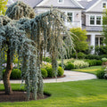 Blue Weeping Alaskan Cedar - Cupressus nootkatensis 'Pendula'