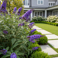 Blueberry Pie Butterfly Bush - Buddleja davidii 'Blueberry Pie'