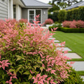 Southern Living? Blush Pink? Nandina Shrub - Nandina domestica 'Blush Pink'