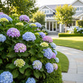 Garden District Blushing Blues?  Hydrangea Bush - Hydrangea macrophylla