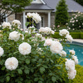 Bloomables? Bolero Rose - Rosa 'Bolero'