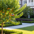 Bonanza Patio Peach Tree - Prunus persica 'Bonanza'