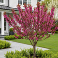 Bonfire Patio Peach Tree - Prunus persica Bonfire