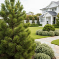 Bosnian Pine Tree - Pinus heldreichii