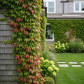 Boston Ivy Vine - Parthenocissus tricuspidata
