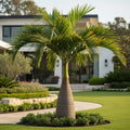 Bottle Palm Tree - Hyophorbe lagenicaulis