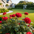 Bloomables? Brick House? Red Rose