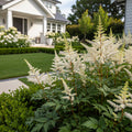 Bridal Veil? Astilbe Plant - Astilbe ? arendsii 'Bridal Veil'