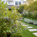 Brightwell Blueberry Bush - Vaccinium ashei