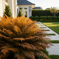 Brilliance Autumn Fern Plant - Dryopteris erythrosora