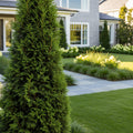 Brodie Eastern Red Cedar Tree - Juniperus virginiana 'Brodie'