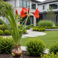 Bronze Wax-Dipped Amaryllis Bulb with Sovereign Blooms - Hippeastrum