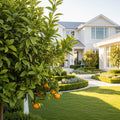 Brown Select Satsuma Tree - Citrus reticulata