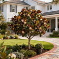 Brown Turkey Fig Tree - USDA Organic - Ficus carica 'Brown Turkey'