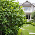 Brown Turkey Fig Tree - Ficus carica