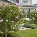 Bubba Jones Desert Willow - Chilopsis linearis