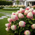 Bubble Bath? Hardy Panicle Hydrangea Shrub - Hydrangea paniculata