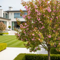 Bubblegum 'Toka' Plum Tree - Prunus