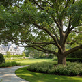Bur Oak Tree - Quercus macrocarpa
