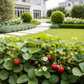Bushel and Berry? Rosy Belle? Strawberry Bush