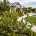 Bushel and Berry? Perpetua Blueberry Bush - Vaccinium